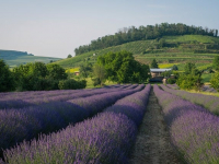 L Allevamento al Sud