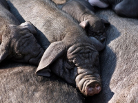 ACB Allevamento Conigli in Buca - Alimentazione - Rabbits Rearing in the Hole