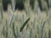 Allevamento Pechinesi dei Piccoli Leoni