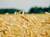 Allevamento Ornitologico