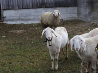 UIZARD: GUIDA COMPLETA per PRINCIPIANTI Crea, Progetta Ed Esporta il Tuo PROGETTO Facilmente