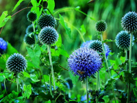 Ldb Forme Alla Deriva