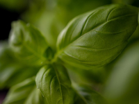 SUSHI e CUCINA ORIENTALE