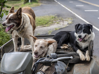 I Corsi Dell\' Accademia