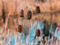 Disease Prevention and Management