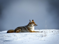 Bienestar Emocional, Mental y Espiritual con Angie Díaz