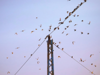 Comisiones de Administración Pública. XI LEGISLATURA