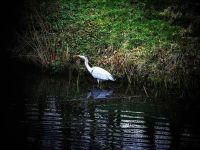Il potere curativo dei Fiori di Bach