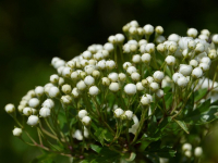 Corso di Omeopatia per Principianti