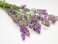 Omeopatia e Gestione dello Stress