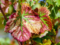 Corso di Orticultura Urbana