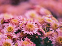 Corso di Potatura e Manutenzione del Giardino