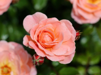 Corso di Coltivazione Biologica