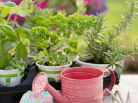 Giardinaggio Sostenibile: Come Creare un Giardino Eco-friendly