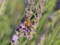 Corso di fertilizzanti per principianti