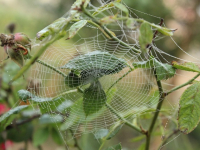 Corso di Sviluppo Web Backend: Da Zero a Professionista