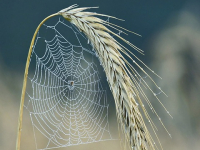 Corso Avanzato di Sviluppo Web Full-Stack con Frameworks