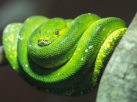 Python per Principianti: Fondamenti di Programmazione