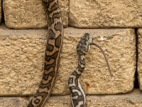 Python per Principianti: Analisi dei Dati