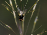 Sviluppo di API RESTful con Node.js