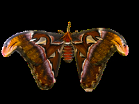 Corso di Design UI per App Flutter