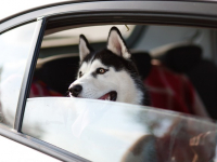 Machine Learning per l\'Intelligenza Artificiale