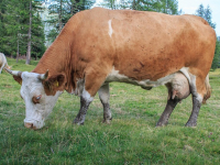 Corso Avanzato di Automazione con Ansible