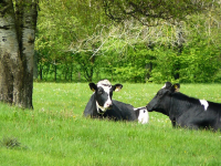 Corso Pratico di Automazione con Ansible
