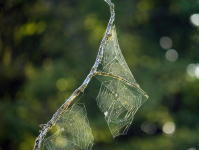 Corso di Vue.js per Principianti