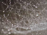 Sviluppo Web Avanzato con Vue.js