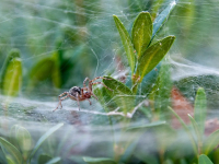 Gestione dei Dati con Vue.js e Firebase