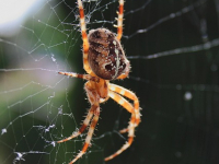 Corso di Sicurezza Informatica Applicata alle Applicazioni Web