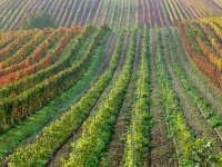 Corso Avanzato di Utilizzo dei Droni in Agricoltura