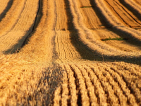 Corso di Fotogrammetria con Droni in Agricoltura