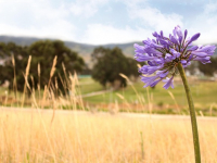 Corso avanzato su sensori IoT nell\'agricoltura