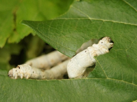 Corso di sicurezza informatica per sensori IoT in campo