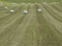 Tecniche Avanzate di Nutrizione Animale