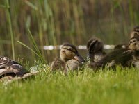 Nutrizione Animale in Ambiente Selvatico