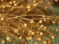 Tecnologie per la Gestione dell\'Acqua in Agricoltura di Precisione