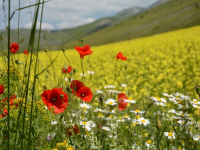 Utilizzo dei Droni nell\'Agricoltura di Precisione