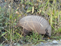 Corso Pratico di Agricoltura Rigenerativa