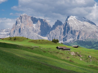 Laboratorio pratico sulla corretta raccolta delle olive