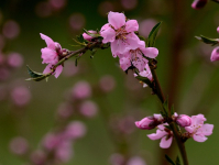 Corso online su tecniche di essiccazione delle erbe aromatiche