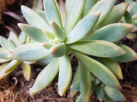 Corso Avanzato di Gestione Integrata delle Parassiti in Agricoltura Conservativa