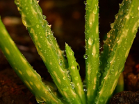 Corso Pratico di Agroforesteria in Agricoltura Conservativa