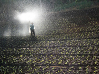 Corso Pratico di Fertilizzazione per Piante da Fiore