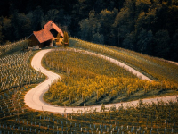 Corso di Agricoltura Conservativa per Principianti