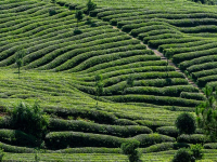 Corso di Controllo Integrato delle Malattie delle Piante