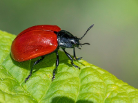 Corso Avanzato di Gestione Integrata dei Parassiti
