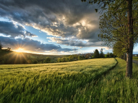 Introduzione ai Sistemi Agroforestali